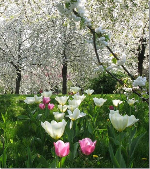 spring tulips