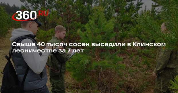 Свыше 40 тысяч сосен высадили в Клинском лесничестве за 7 лет