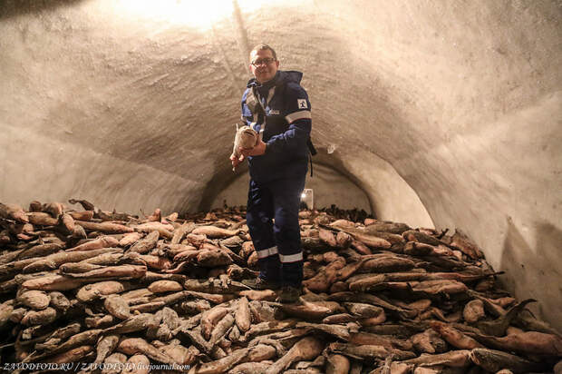 Блог - Ямальский мерзлотник — крупнейший природный холодильник в мире, где можно заблудиться Ямальский мерзлотник — крупнейший природный холодильник в мире, где можно заблудиться