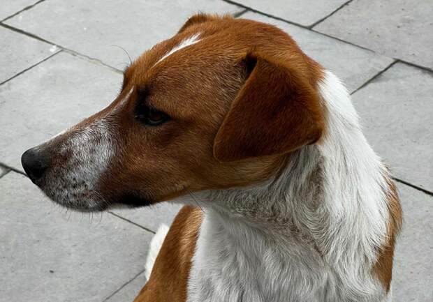 Рябоконь: в Петербурге с каждым годом растет число покусанных жителей