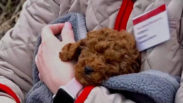 Проводница потерпевшего крушение поезда спасла от гибели щенка