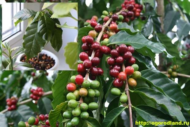 Кофе. Сорта Кофе. Как вырастить кофейное дерево у себя дома