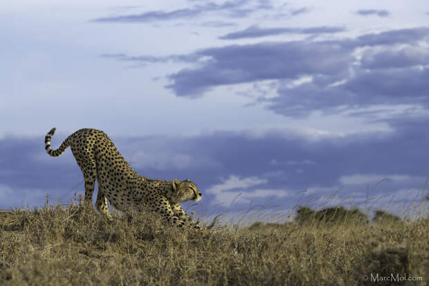 Tai Chi workout under golden light. by Marc MOL on 500px.com