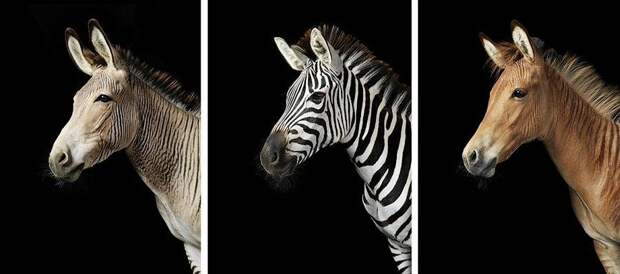 Грация прекрасных лошадей в фотопроекте Equus