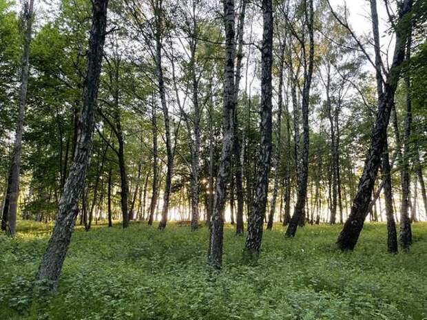 В Кудрово жители возражают против вырубки деревьев в парке Оккервиль