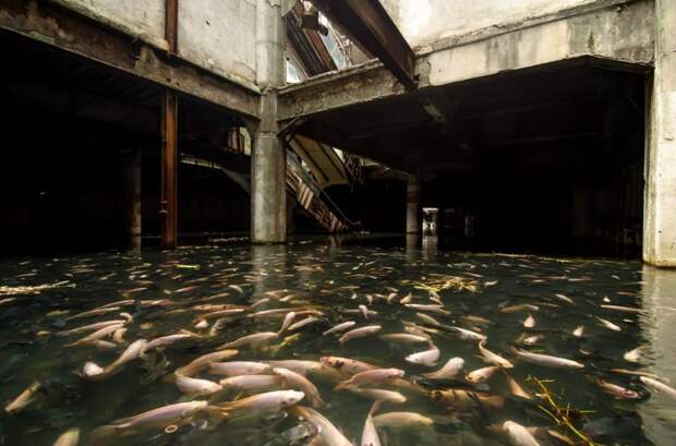 Тайна заброшенного и "захваченного" рыбой торгового центра в мире, рыба, тайна, торговый центр, удивительно