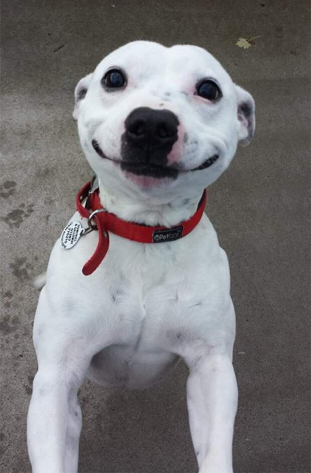 100 улыбающихся животных заряжают нас своим позитивом