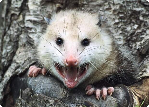 Обыкновенный опоссум (лат. Didelphis marsupialis) 