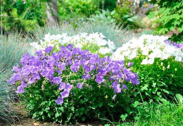 Многолетний садовый цветок Колокольчик (Campanula)