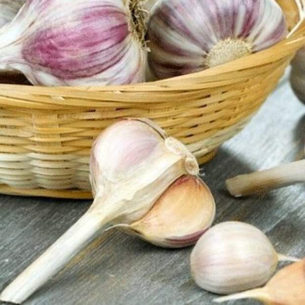 НАРОДНЫЙ МЕТОД ХРАНЕНИЯ ЧЕСНОКА