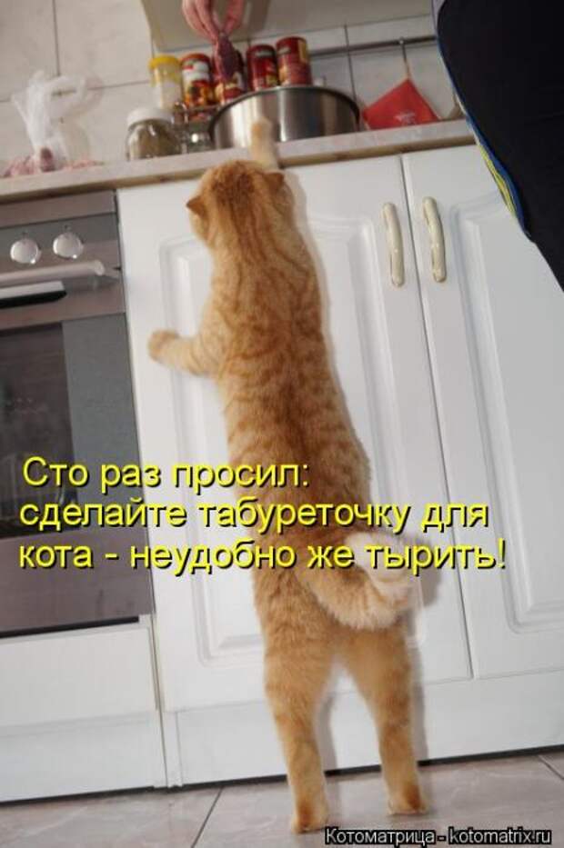 Котоматрицы (картинки с надписями)