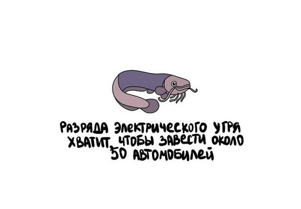 Любопытные коротенькие факты на все случаи жизни