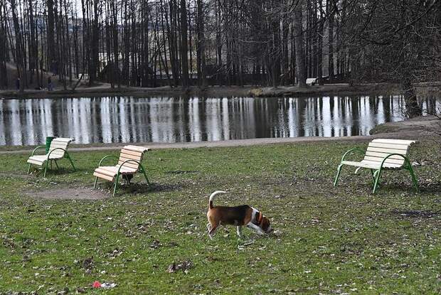 Владельцев питомцев предупредили о рисках прогулок весной