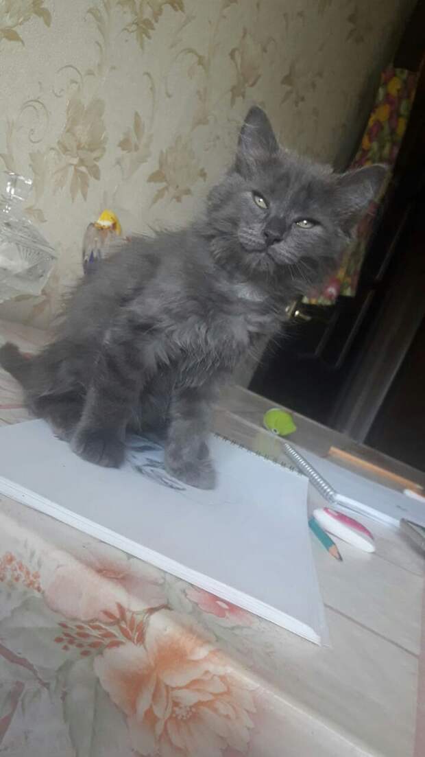 котенок сидит на столе