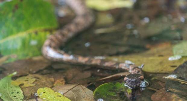 Ядовитая змея укусила 16-летнюю девочку в Москве