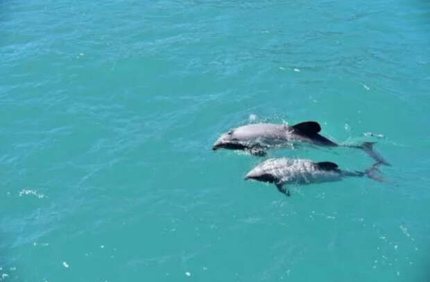 У берегов Новой Зеландии замечен один из самых редких дельфинов в мире