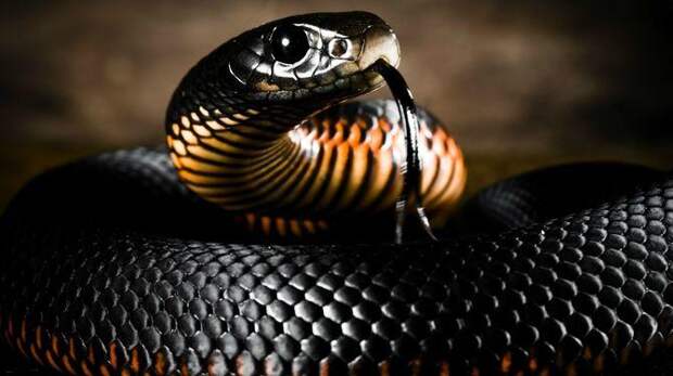 Интересные факты о пресмыкающихся, Ядовитые змеи