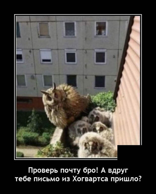 демотиваторы новые
