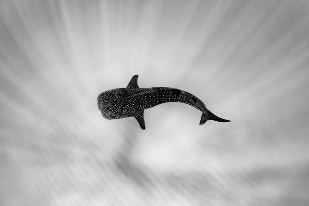 Китовая акула на мелководье рифа