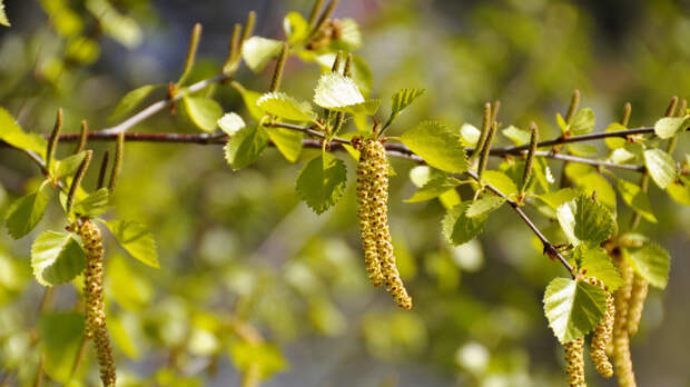 Врач: при аллергии на пыльцу берёзы возможны реакции на яблоки, груши и морковь