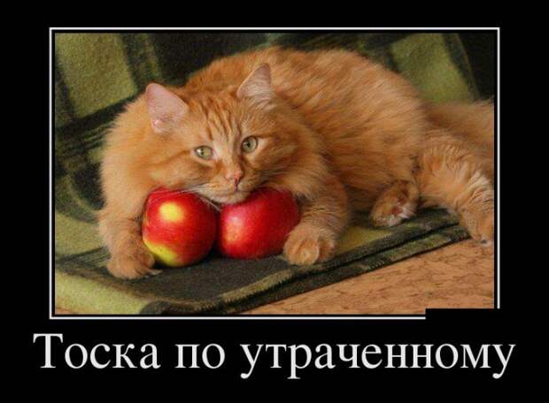 Демотиваторы (30 фото)