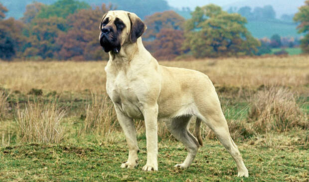 Английский мастиф - самый тяжелый пес 