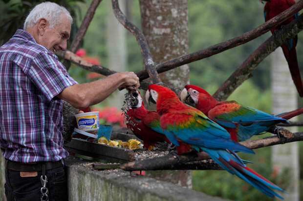 Эскадрильи попугаев ара над столицей Венесуэлы На крыше жилого дома в Каракасе исконный горожанин и любитель птиц Иво Контрерас (Ivo Contreras) установил 58 кормушек.  Для меня удовольствие видеть, что они каждый день прилетают, а я прихожу сюда, чтобы отдохнуть и обрести гармонию , - признается 44-летний Контрерас, стилист конкурса красоты Мисс Венесуэла. попугай ара Венесуэла Каракас