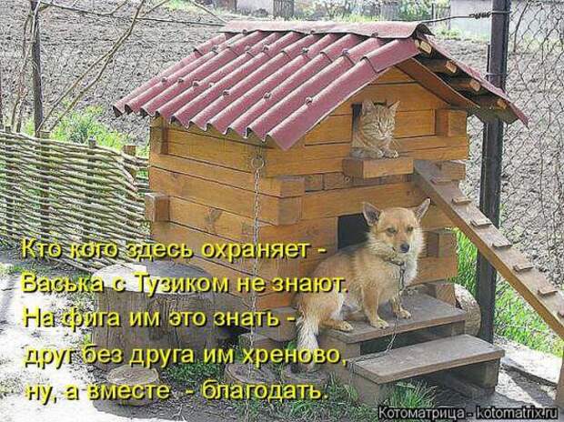 Котоматрицы (картинки с надписями)