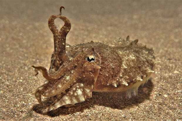 Каракатицы