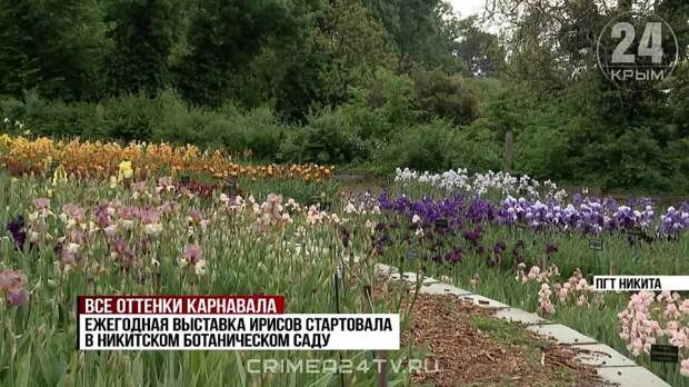 Буйство красок и сладкий аромат: 20-я выставка ирисов открылась на юге Крыма