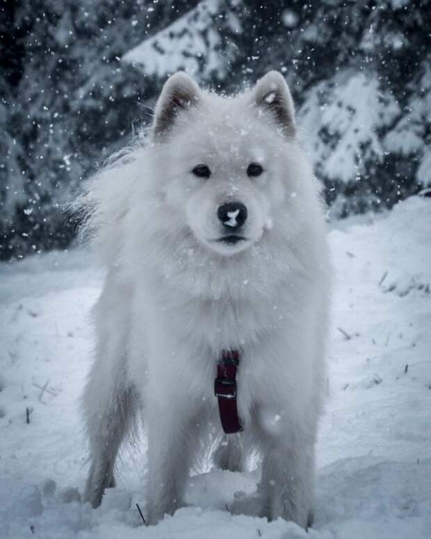 Милота фото зашкаливает