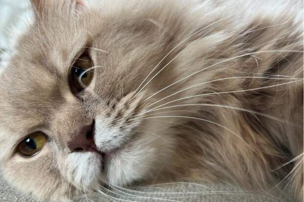 Почему кот смотрит в пустой угол: объяснение «странного» поведения питомца