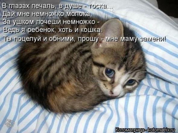Котоматрицы (картинки с надписями)