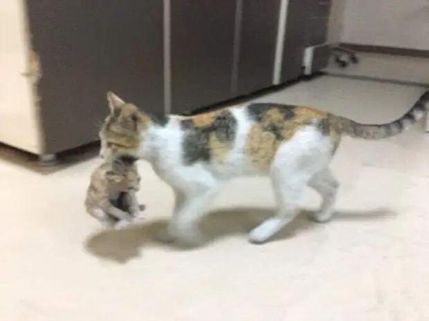 Мама кошка обратилась к человеческим врачам за помощью своему малышу, притащив его в больницу скорой помощи