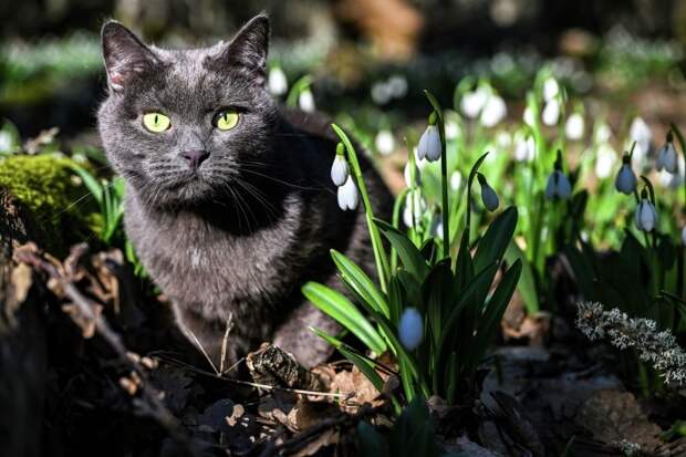 Ветеринар Шеляков предупредил об особой опасности весенних цветов для кошек