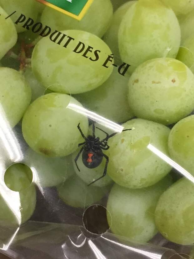 паук в винограде