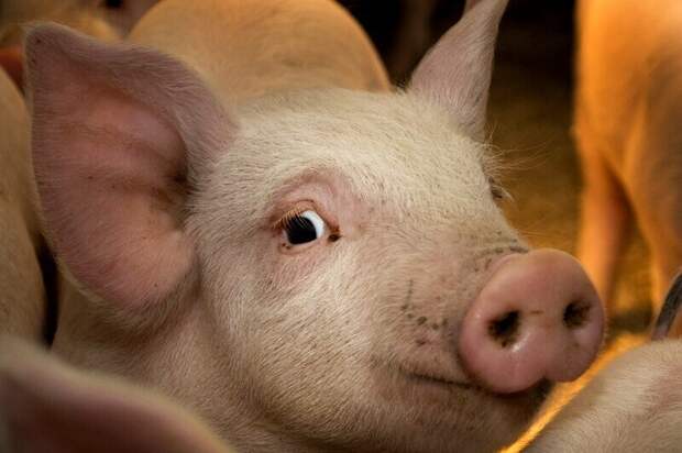 В России вырастят генетически идеальную для трансплантации органов свинью