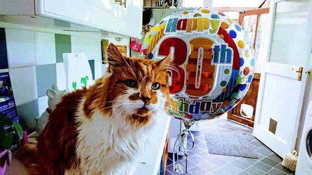 Раббл — самый старый кот в мире, которому недавно исполнилось 30 лет самый старый кот в мире, кот Раббл, 30-летний кот, кот Раббл 30 лет, коту 30 лет