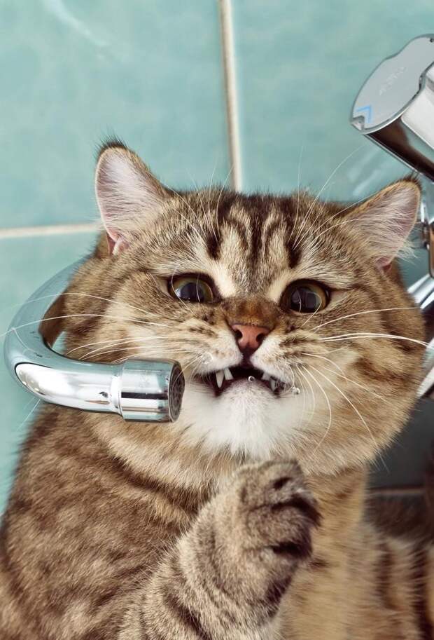 cats04 Фотограф и его коты