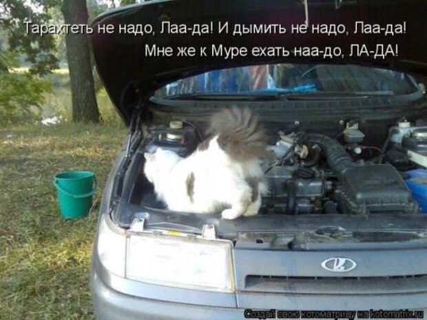 Котоматрицы(картинки с надписями)
