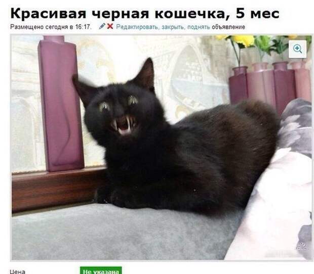 Прикольные картинки (104 фото)