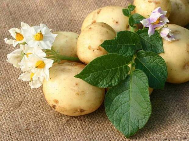 Рецепты красоты из картофеля. Секреты молодости и рецепты кр…