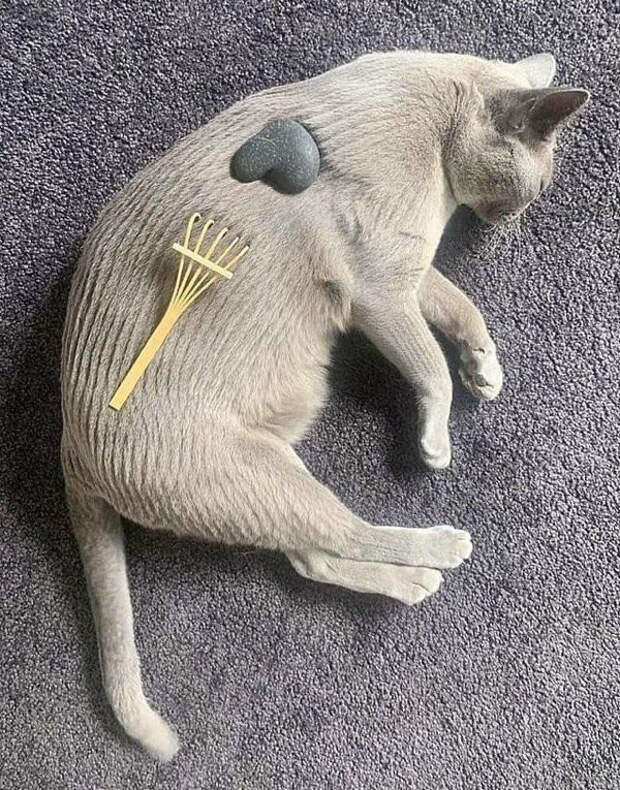 Животные, которые постигли дзен