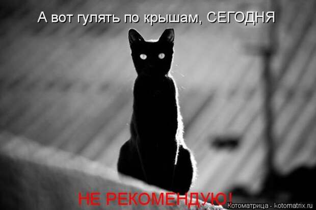 Лучшие котоматрицы недели (50 фото)