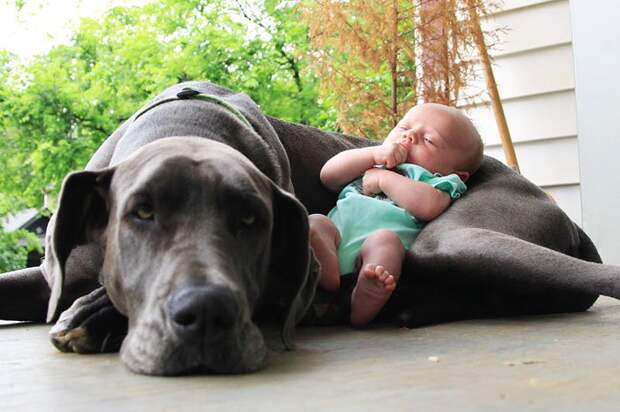 маленькие дети и большие собаки (3)