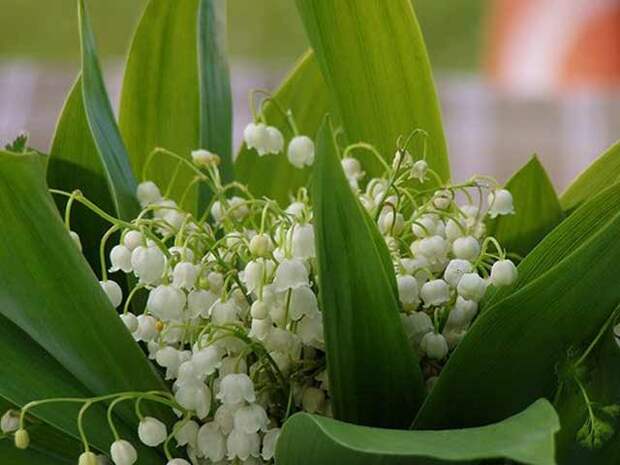 plants-may14-6.jpg