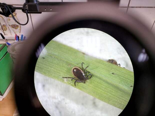 Взрослая особь (самец) таежного клеща Ixodes persulcatus. Источник: С.В. Бугмырин / Институт биологии КарНЦ РАН