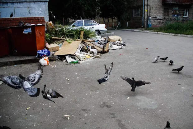 Хлебом не кормить: бабушек, кормящих голубей у дома, должны штрафовать