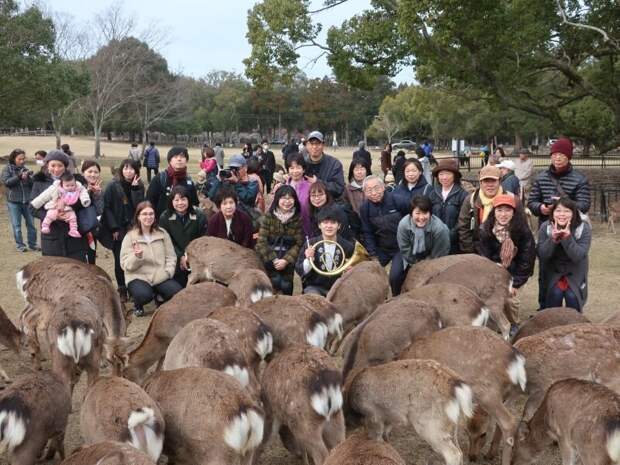В Японии нашли тело оленя с 3 кг пластика в желудке. А они тут — священные животные! в мире, животные, загрязнение, олень, пластик, природа, япония