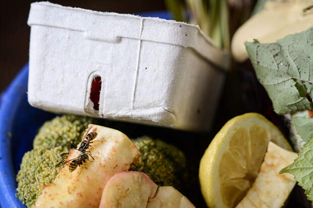 Британской пенсионерке, не сумевшей заплатить штраф за выброс мусора, грозит срок